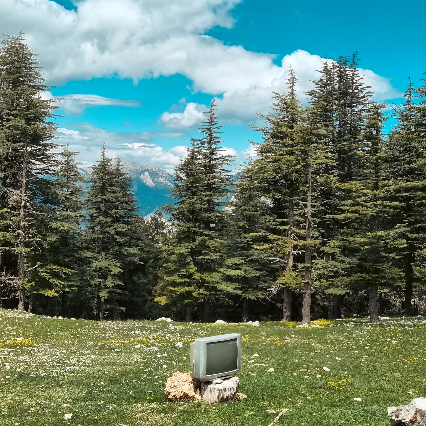 Fotoğraf